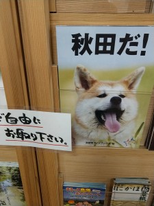 話題の秋田犬 